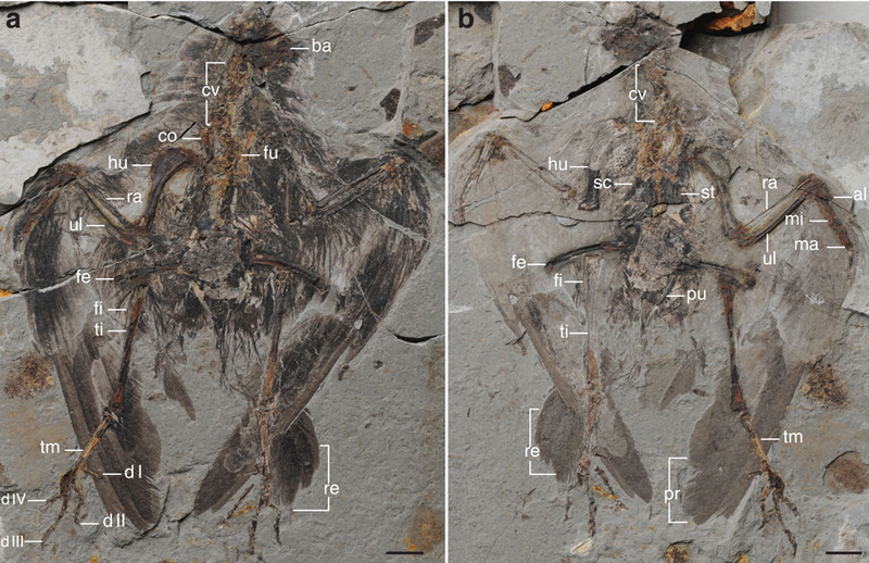 Illustration for article titled Behold The Oldest Known Relative Of Modern Birds